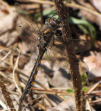 Beaverpond baskettail (Epitheca canis)