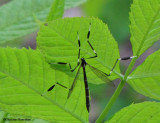 Phantom cranefly (<em>Bittacomorpha clavipes</em>)