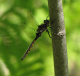 Beaverpond baskettail (Epitheca canis)