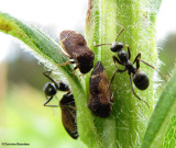 Treehoppers (<em>Publilia</em>) being tended by ants