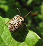 Dogwood Calligrapher beetle (<em>Calligrapher philadelphica</em>)
