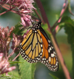 Monarch  (<em>Danaus plexippus</em>) on joe-pye weed
