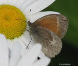 Common ringlet  (<em>Coenonympha tullia</em>) on ox-eye daisy