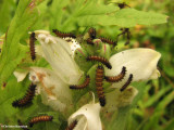 Baltimore checkerspot larvae (Euphydryas phaeton) on turtlehead