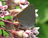 Acadian hairstreak  (<em>Satyrium acadicum</em>) on common milkweed