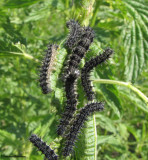 Milberts Tortoiseshell larvae (Nymphalis milberti) on nettle