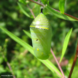 Monarch (<em>Danaus plexippus</em>) chrysalis