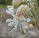 Bladder campion  (<em>Silene vulgaris</em>)