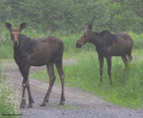 Moose (<em>Alces alces</em>)