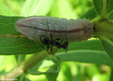 Silvery blue larva (Glaucopsyche lygdamus)
