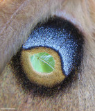 part of the wing pattern of the Polyphemus moth, #7757