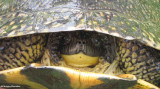 Nose-to-nose with a Blandings turtle