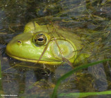 Bullfrog  (<em>Rana catesbiana</em>)