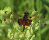 Calico pennant  (<em>Celithemis elisa</em>), male