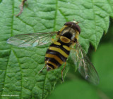 Hover fly (<em>Syrphus</em> sp.), female