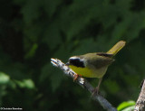 Common yellowthroat