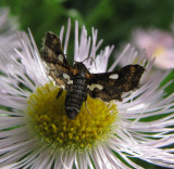 Spotted thyris moth (<em>Thyris maculata</em>) #6076