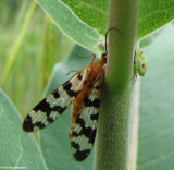 Scorpion fly (L) caught by tiny Ambush bug (R)