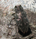 Metallic wood-boring beetle (</em>Chrysobothris</em> sp.)