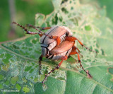 Rose chafer (<em>Macrodactylus subspinosus</em>)