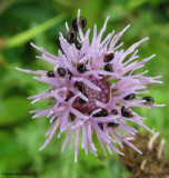 Shining flower beetles (<em>Phalacrid</em> sp.) on Canada thistle