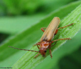 Soldier beetle  (<em>Cantharis</em> sp.)