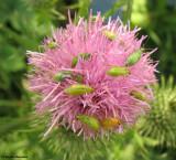 Northern corn rootworm beetle (<em>Diabrotica barberi</em>) on Canada thistle