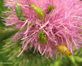 Northern corn rootworm beetles (<em>Diabrotica barberi</em>)