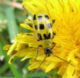 Spotted cucumber beetle (<em>Diabrotica undecimpunctata</em>)