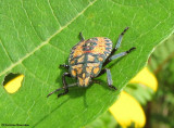 Stinkbug nymph (Apoecilus?)