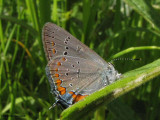 Acadian Hairstreak  (<em>Satyrium acadica</em>)