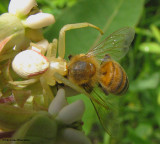 Goldenrod Crab spider (<em>Misumena vatia</em>) with honeybee (<em>Apis</em>)