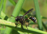 Thick-headed fly  (<em>Physocephala</em> sp.), a wasp mimic