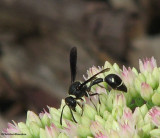 Potter wasp (<em>Eumenes fraternus</em>)
