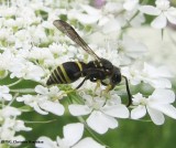 Mason wasp (<em>Ancistrocerus</em> sp.) on Queen Annes lace