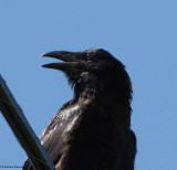 Common raven