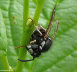 Bald-faced hornet (<em>Dolichovespula maculata </em>)