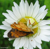 Goldenrod crab spider with northern crescent butterfly