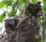 Long-eared owls