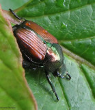 Japanese beetle  (<em>Popillia japonica</em>)