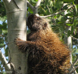 Porcupine climbing tree