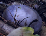 Lilac mushroom, possibly Blewit (<em>Clitocybe nuda</em>)