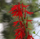 Cardinal flower (<em>Lobelia cardinalis</em>)