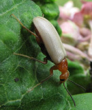Blister beetle (<em>Zonitis bilineata</em>)