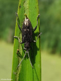 Aquatic leaf beetle (<em>Plateumaris</em> sp.?)