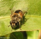 Hover fly, prob. (Eristalis arbustorum), a bee mimic