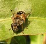 Hover fly, prob.  (<em>Eristalis arbustorum</em>), a bee mimic