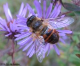 Hover fly (Eristalis tenax) bee mimic