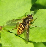 Hover fly (<em>Somula decora</em>), a wasp mimic