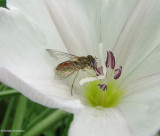 Hover fly (<em>Toxomerus</em>) on Convolvulus